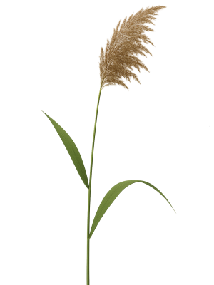 rietstengel